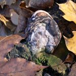 Profile Picture of allen merrill (@merrill4684pc) on Instagram