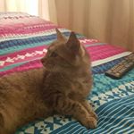 Profile Picture of Pam Kirby (@pam_kirby) on Instagram