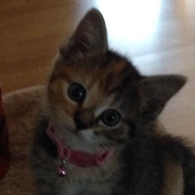 Profile Picture of Amanda Buckle (@Amandabuckle3) on Twitter