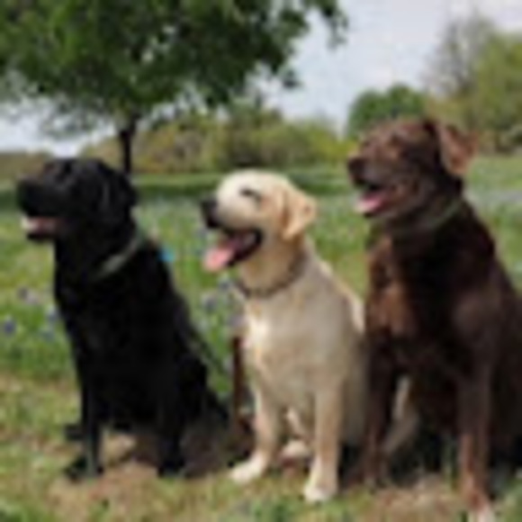 Profile Picture of Darlene Bosking (@dbosking) on Poshmark