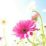 Profile Picture of bhimireddy (@bhimireddy) on Instagram