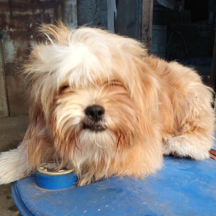 Profile Picture of Peter Corda (@petercorda) on Tiktok