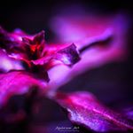 Arturo Salcedo - Instagram Profile Picture of Arturo Salcedo (@aquariums_art) on Instagram