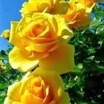 Profile Picture of Herman Frank (@hermanfrank6031) on Instagram