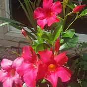 Profile Picture of Sun Chung (@sunniiswcct6610) on Youtube