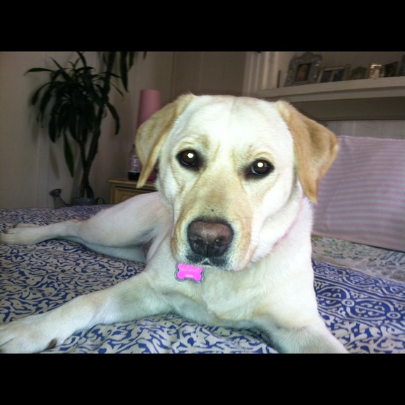 Profile Picture of Alison Tarnoff (@sfalison) on Poshmark