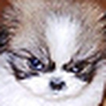 Profile Picture of Michael Cogliano (@coglianom) on Flickr