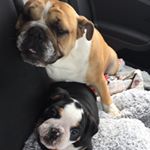 Profile Picture of Rudi And Reggie Webster-Day (@thegremlinbullyz) on Instagram