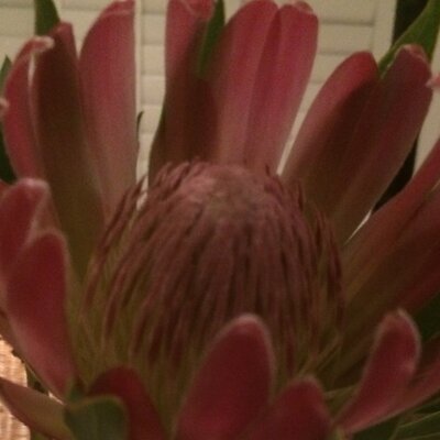 Profile Picture of Nadine Scott (@ScottMadnad) on Twitter