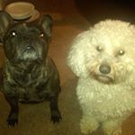 Profile Picture of Lawbirdy (@robin.calcagno) on Instagram