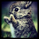 Profile Picture of Breanna Reed (@bear_hunter_296822) on Instagram