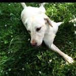 Profile Picture of Kevin Charron (@kevin_charron) on Instagram