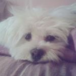 Profile Picture of Lisa Picone (@lisapico82) on Instagram