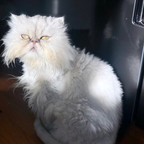 Profile Picture of Kerri Khammo (@ker101) on Poshmark