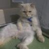 Profile Picture of Shannon (@dra_shannon) on Tiktok
