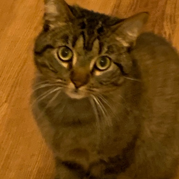 Profile Picture of Zhengyi Xu (@jojocc227) on Poshmark