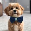 Buddy the Maltipoo - Tiktok Profile Picture of Buddy the Maltipoo (@@buddy.stephenson) on Tiktok
