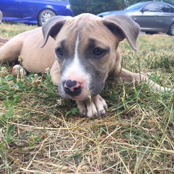 Profile Picture of Louise Dupon (@dupon) on Poshmark