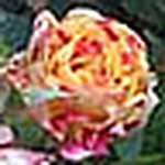 Profile Picture of Rosemary Foster Anderson (@ra6647an) on Flickr