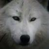 Profile Picture of Audrey Hahn852 (@catlover_990) on Tiktok