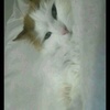 Profile Picture of Dennis Mathisen (@@noobden) on Tiktok