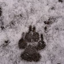 Stefanie Hofmann - Twitter Profile Picture of Stefanie Hofmann (@zickenfrauchen) on Twitter