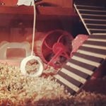Profile Picture of Stuart (@gintony11) on Instagram
