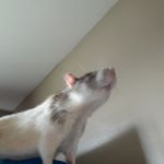 cameron heisler - Instagram Profile Picture of cameron heisler (@cameron_heisler76) on Instagram