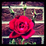 Profile Picture of Lisa Kappes (@kappesl) on Instagram