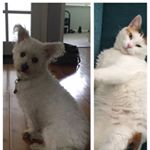 Profile Picture of Aprils pets and stuff (@chelsea_valentine88) on Instagram