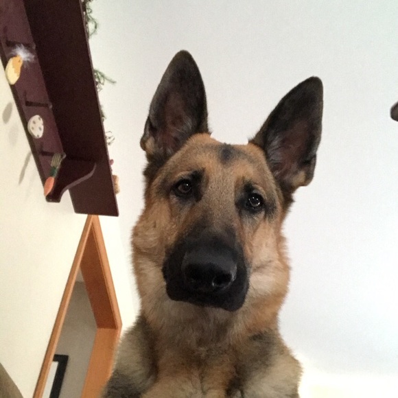 Profile Picture of Abby Rustay (@aerust) on Poshmark