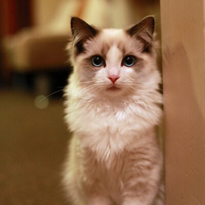 Profile Picture of Albert Shen (@ShenAlbert) on Twitter