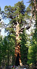 Profile Picture of Sequoiadendron giganteumon Wikipedia