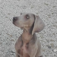 Profile Picture of Simone Testa (@simone-testa-3) on Quora