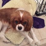 Profile Picture of George Klein (@prince_george_klein) on Instagram