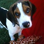 Profile Picture of Amy GIst (@jax_ass_the_beagle) on Instagram