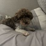 Profile Picture of Mackenzie Currie (@currie.mackenzie) on Instagram