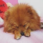 Profile Picture of Bobby (@bobbythefoxx) on Instagram