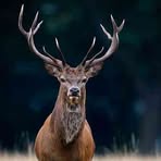 Profile Picture of Kristofer Kijowski (@Kristofer-Kijowski) on Facebook