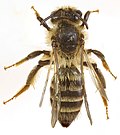 Profile Picture of Andrena denticulataon Wikipedia