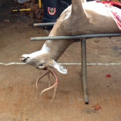 Josh Ralston - Twitter Profile Picture of Josh Ralston (@SupperStarJosh) on Twitter