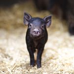 Profile Picture of Donna Engle (@englesgoodies) on Instagram