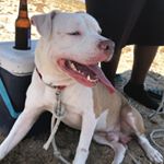 Profile Picture of Tyson 🐶 Duncan (@tyson_thepitbull_duncan) on Instagram