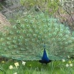 Profile Picture of Barbara McClintock (@brandbarbmc) on Instagram