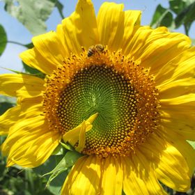 Profile Picture of Dawn Jordan (@dawnjordan40) on Pinterest