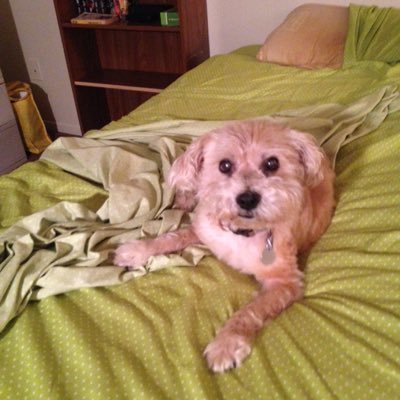 Profile Picture of Scott Power (@DPAScottPower) on Twitter