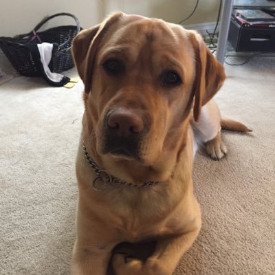 Profile Picture of David Lush (@david_lush) on Twitter