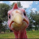 Ron Morehead - Instagram Profile Picture of Ron Morehead (@aysa.ron) on Instagram