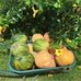 Profile Picture of Fruits'légumes Taravao (@fruitslegumes.taravao) on Facebook