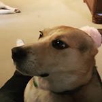 Profile Picture of Alyson Ramirez-Hurst (@aly_le_lonley) on Instagram